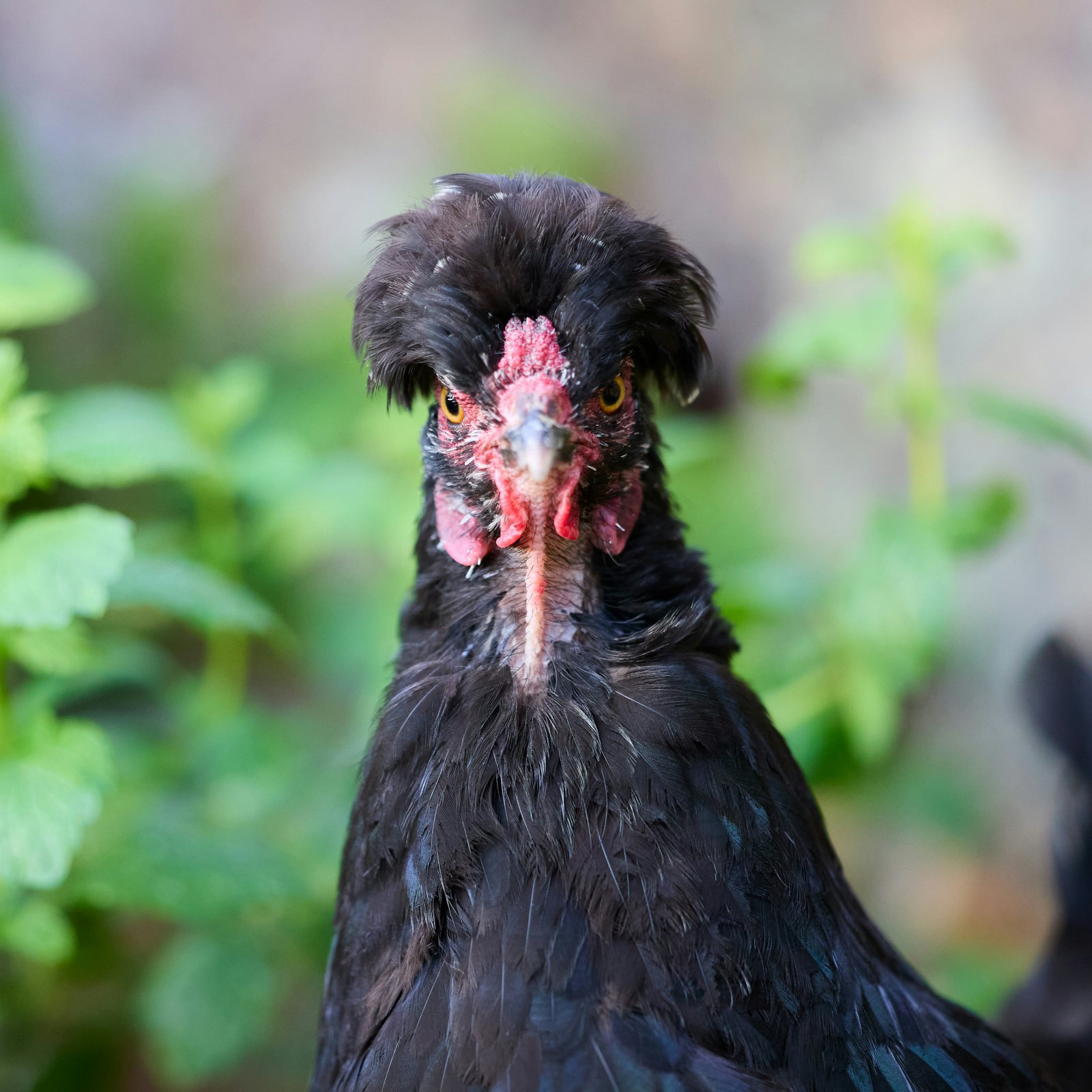 A portrait of a black-crested chicken looking directly at the camera.
